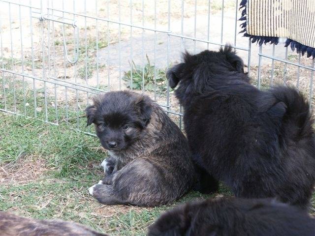 Etna - Femelle (3 mois)