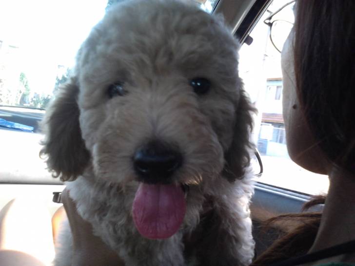 toddy - Mâle (9 mois)