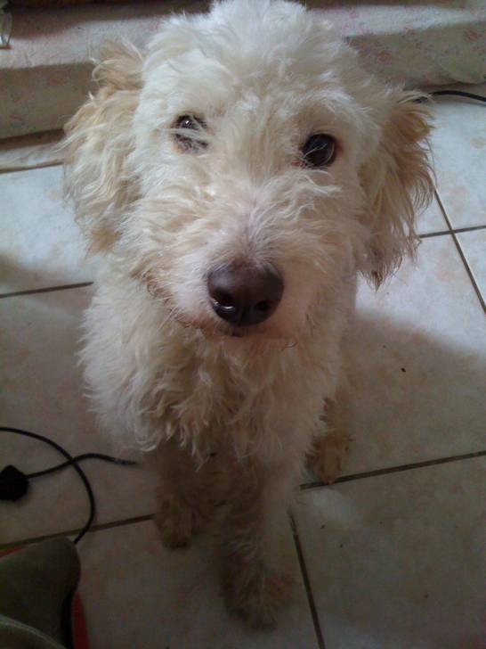 hugo - Mâle (9 ans)