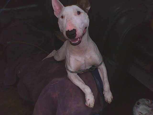 Murdock - Mâle (8 mois)