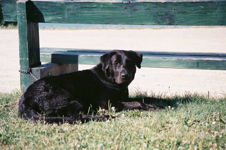 pepsie - (2 ans)