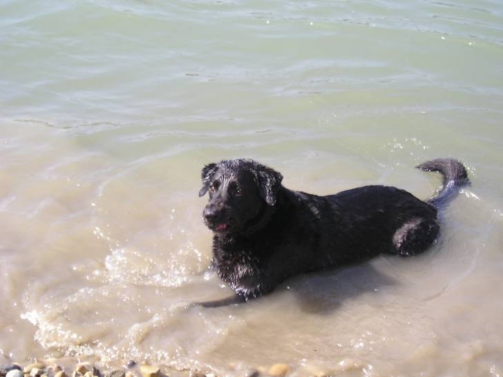 pepsie - (4 ans)