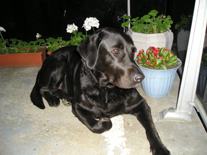 pepsie - (7 ans)