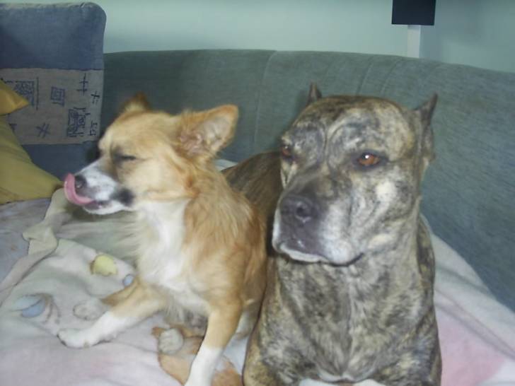 Aika y Kisu -