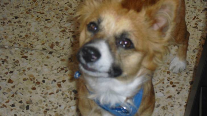 Kisu - Mâle (3 ans)
