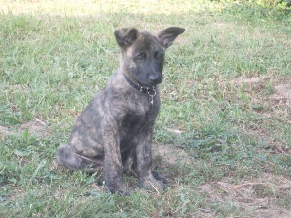 Eros - Mâle (6 mois)