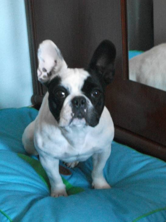 Tayra - (3 ans)