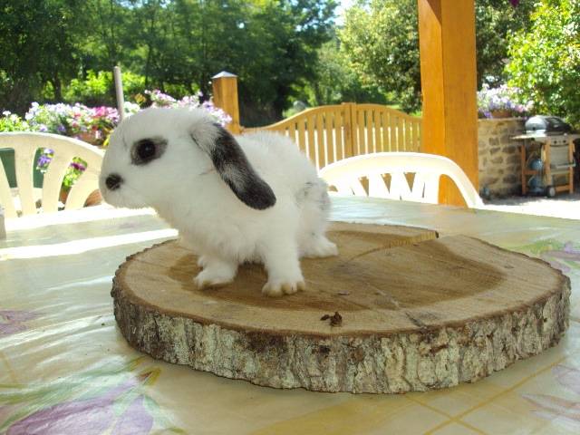 princesse - (4 mois)