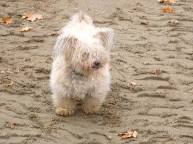 Charlot - Mâle (12 ans)