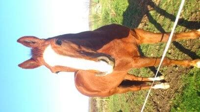 opera rouyal - Mâle (10 ans)