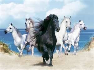 wild horses - Mâle