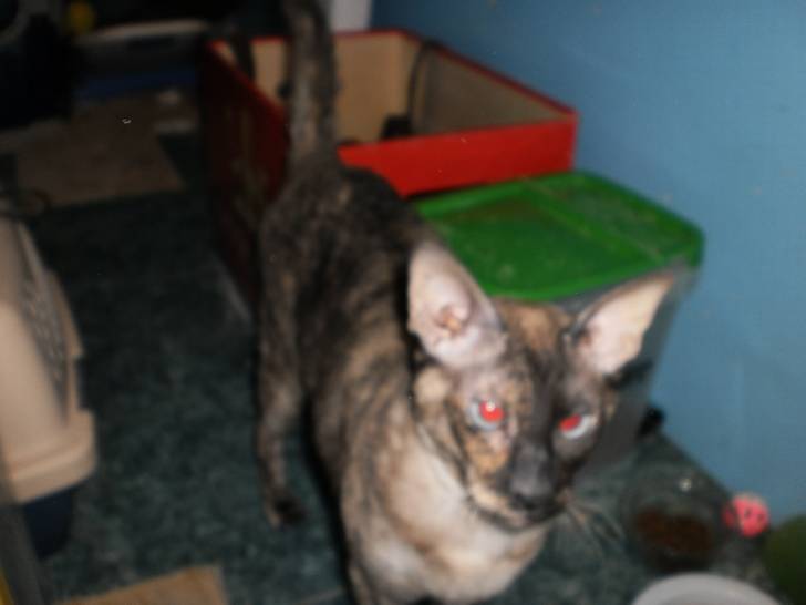 Nefer-titi - (2 ans)