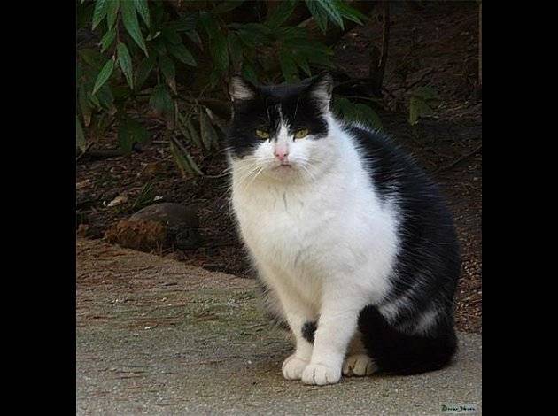 Chat le chat noir et blanc que je voudrais - (3 mois)