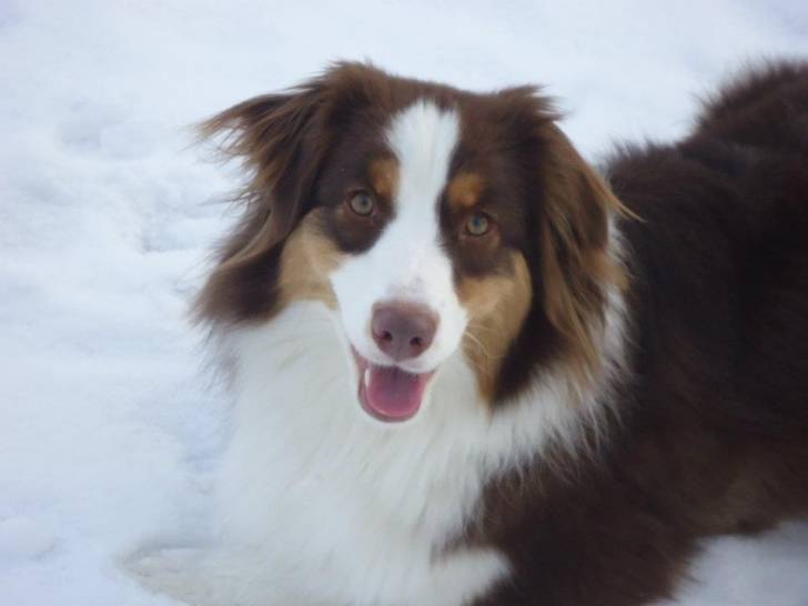 Kira - Femelle (1 an)