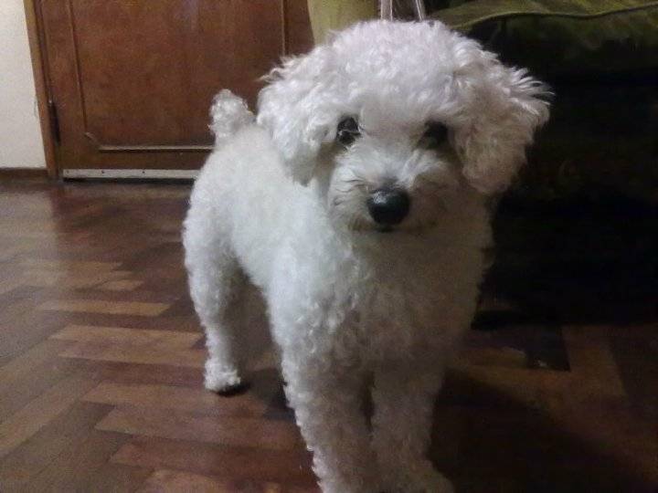 Luna - Femelle (5 ans)