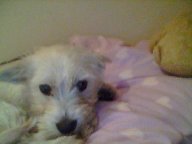 my dog bengy - Mâle (6 mois)