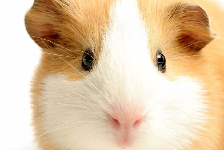 Chocapic - Mâle (2 ans)