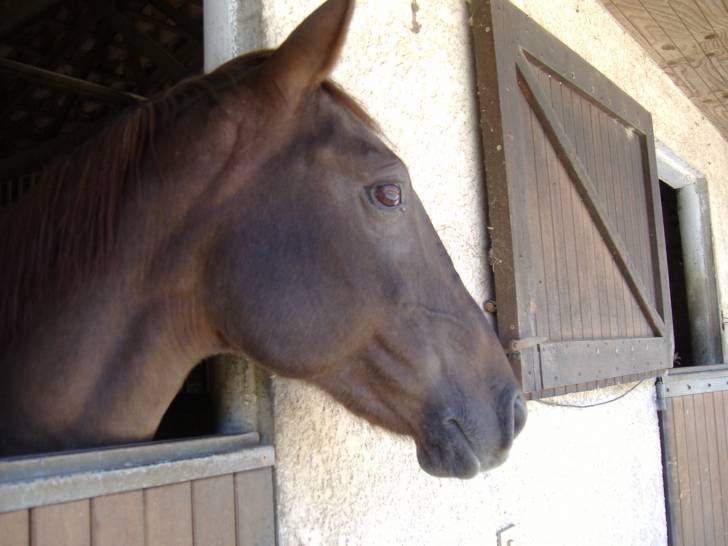 Ismir -