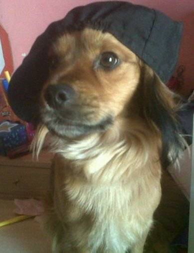 coco - Mâle (3 ans)