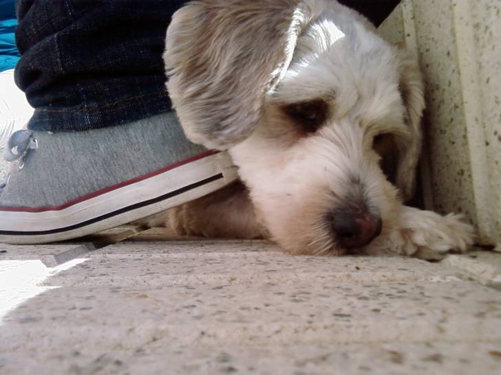 Apolo - Mâle (5 ans)