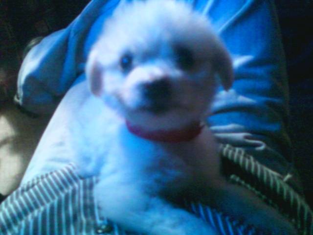 PERLA - Femelle (3 mois)