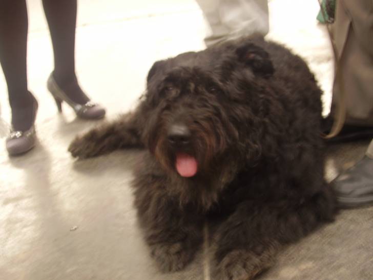 Bulle - Femelle (4 ans)