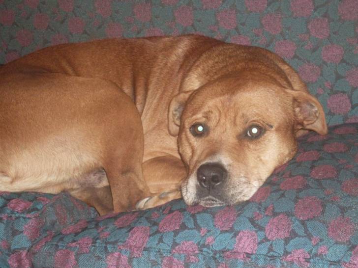 Qupper - Mâle (5 ans)