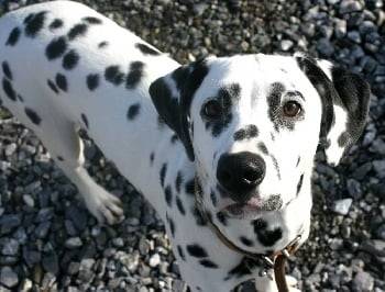 booba - Mâle (7 ans)