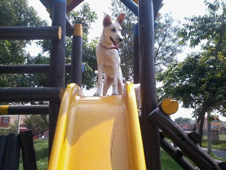 tania - Femelle (1 an)