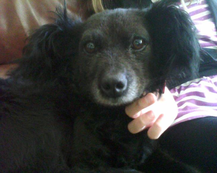 fiona - Femelle (9 ans)