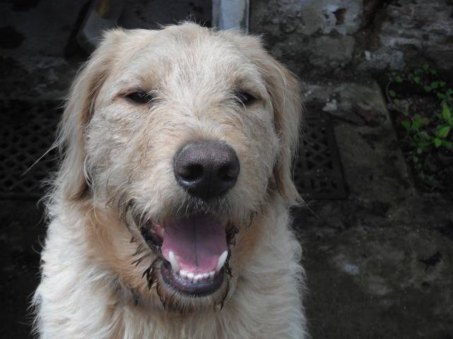 Harley - Mâle (3 ans)