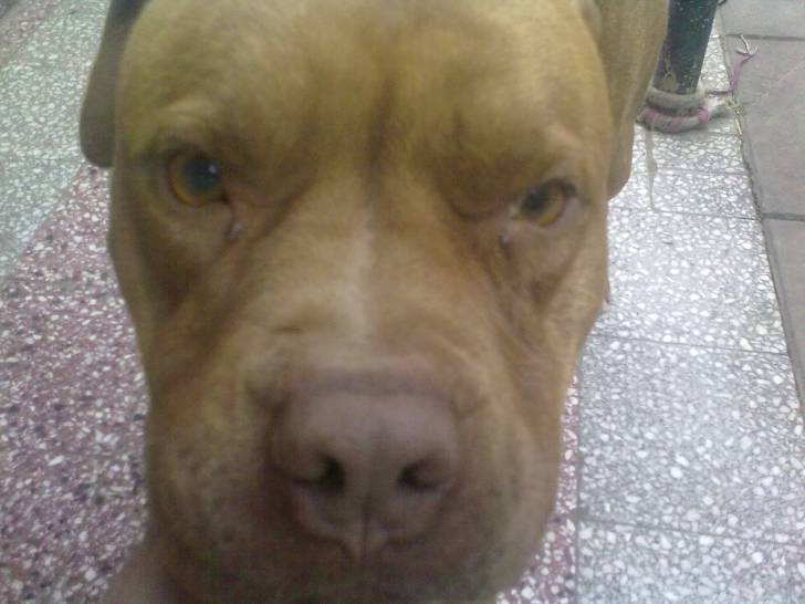 dott - Mâle (2 ans)