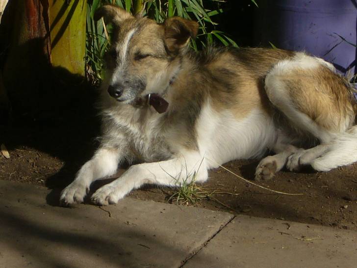 princesa - Femelle (3 ans)