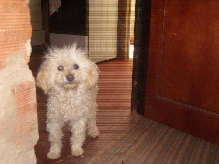 sasha - Femelle (16 ans)