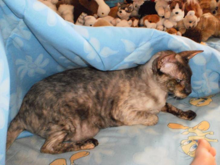 Néfer-titi - (2 ans)