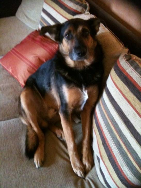 Aston - Mâle (6 ans)