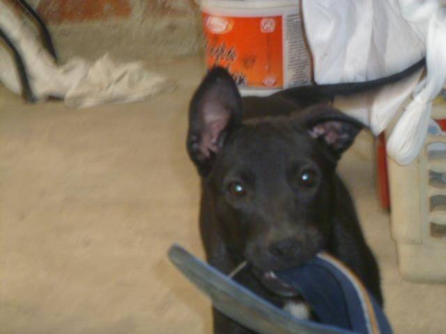 bucles - Mâle (7 mois)