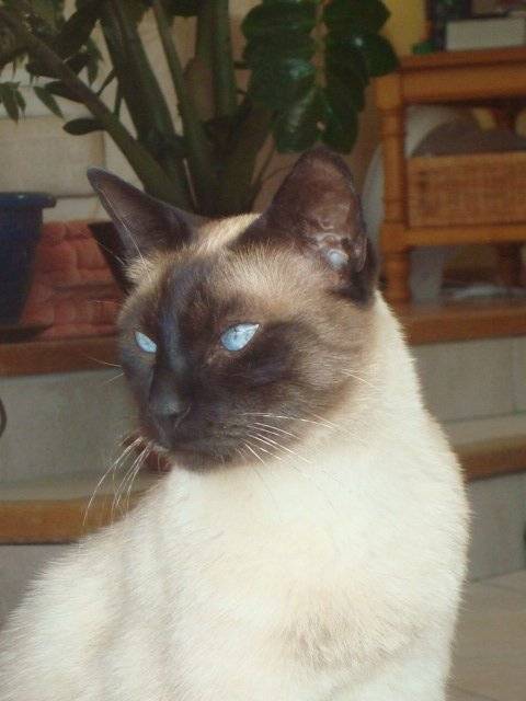 Pablo(chat de goutierre) - Mâle (7 ans)