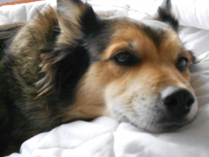 Daisy - Femelle (9 ans)