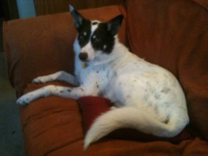 Toby - Mâle (5 ans)