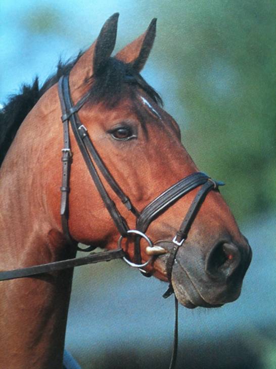 Laurino - Mâle (4 ans)