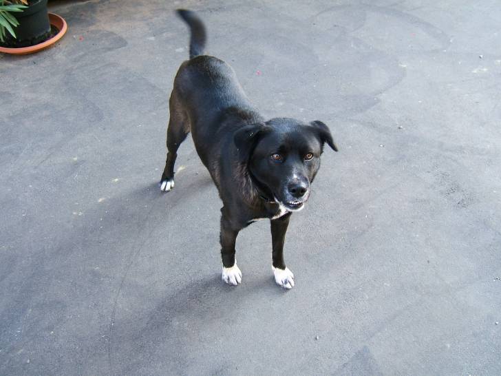 Amandine - Femelle (3 ans)