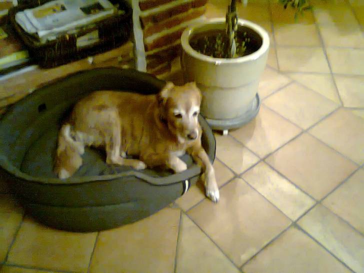 Lola ma chienne - (14 ans)