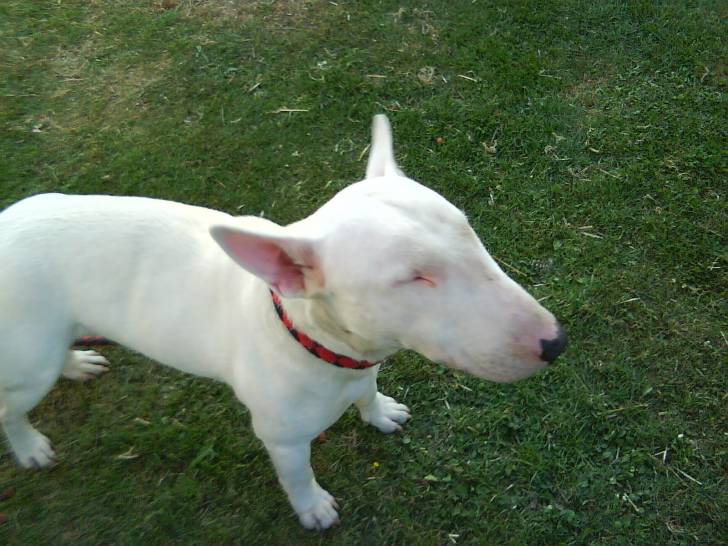 taz le bull terrier de me mere - Mâle (1 an)