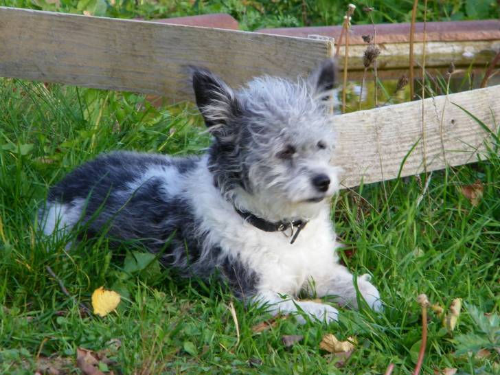 miloue - Femelle (5 ans)