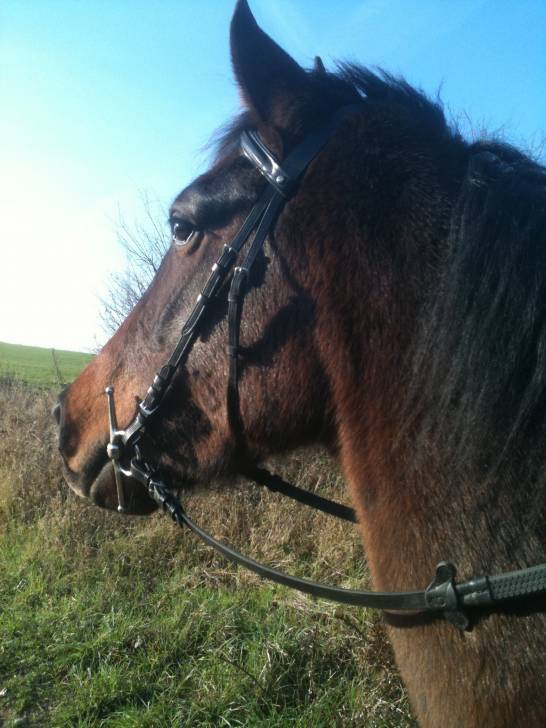 Upendi Mio - Mâle (4 ans)