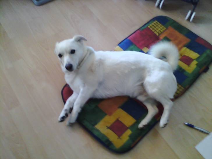 Snoopy - Mâle (3 ans)