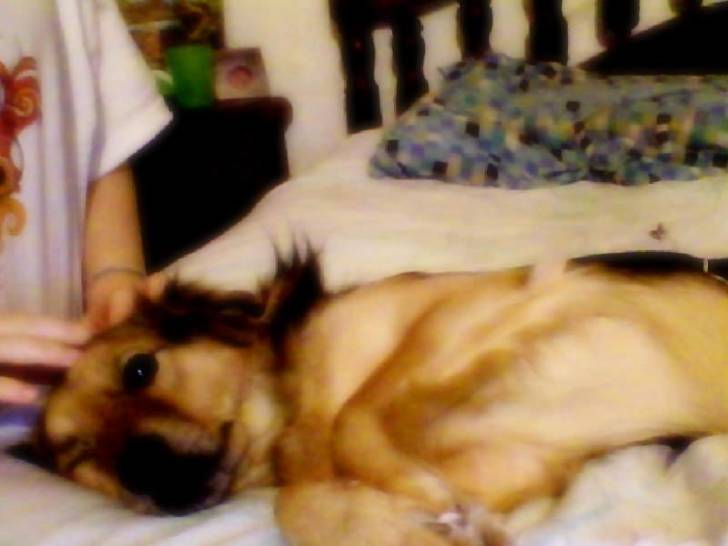 Lola - Femelle (2 ans)