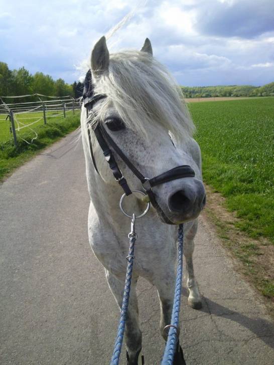 Rocky - Mâle (6 ans)