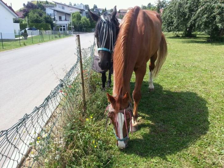 Sonja und Pinson - (4 mois)